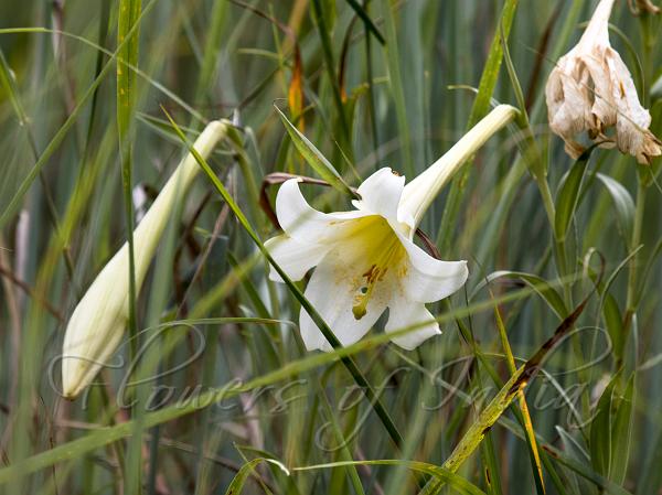 Nilgiri Long-Flowered Lily